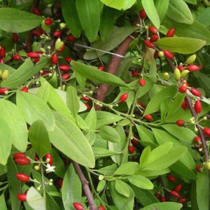 Coca Seeds (Erythroxylum novogranatense) Cocaine
