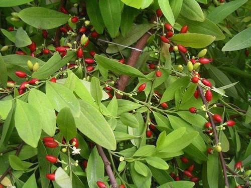 imgi_5_coca-seeds-erythroxylum-novogranatense-cocaine-1
