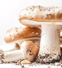 imgi_88_mushroom-with-mushrooms-it-with-white-background_752325-134106
